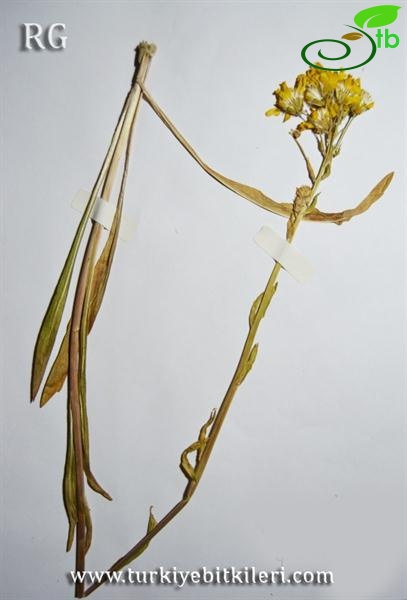 Erek dağı-Van