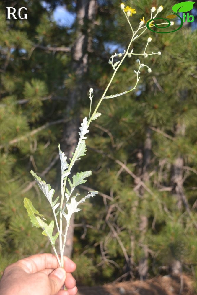 Sandras dağı-Köyceğiz
