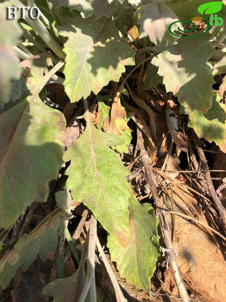 Sandras dağı-Köyceğiz