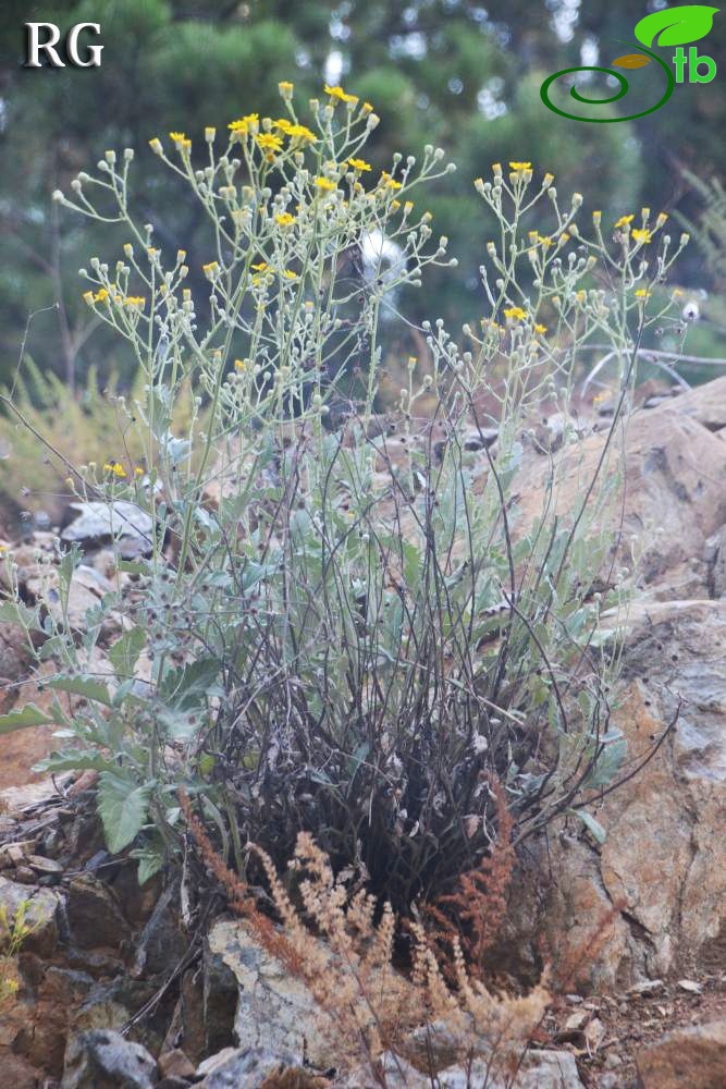 Sandras dağı-Köyceğiz