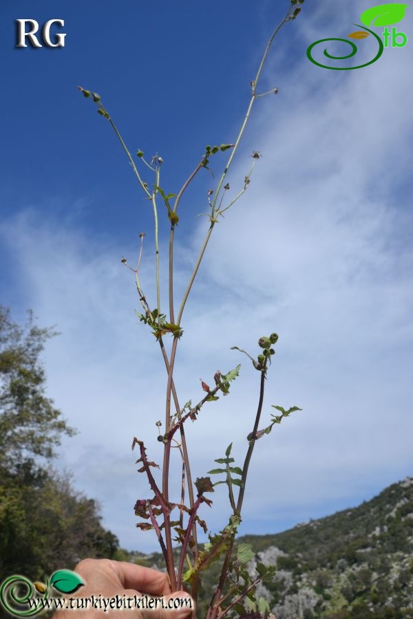 Marmaris-Muğla