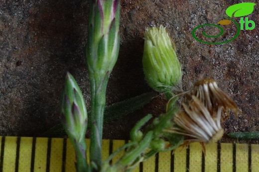 Symphyotrichum squamatum-Conyza canadensis
