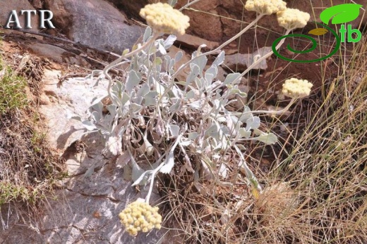 subsp. flabellifolium-Hadim-Konya