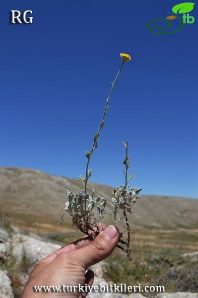 ssp sivasicum-Böğrüdelik-Sivas