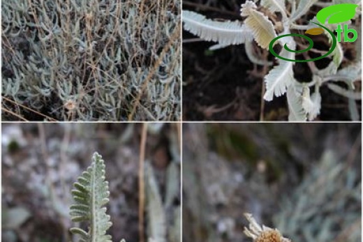 subsp. praeteritum