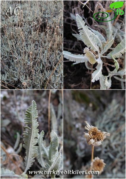 subsp. praeteritum