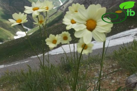 Munzur dağları-Tunceli