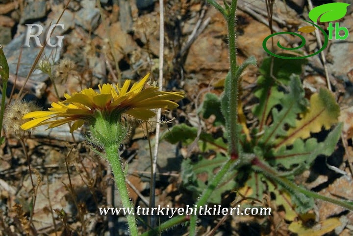 Anamur kalesi-Mersin