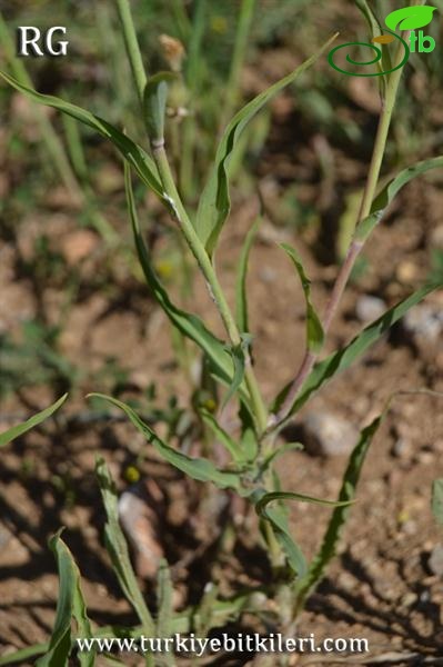 var. latifolius-Yıldız dağları-Sivas