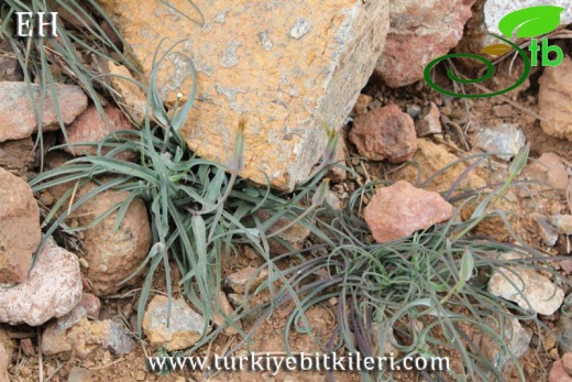 Sandras dağı-Köyceğiz