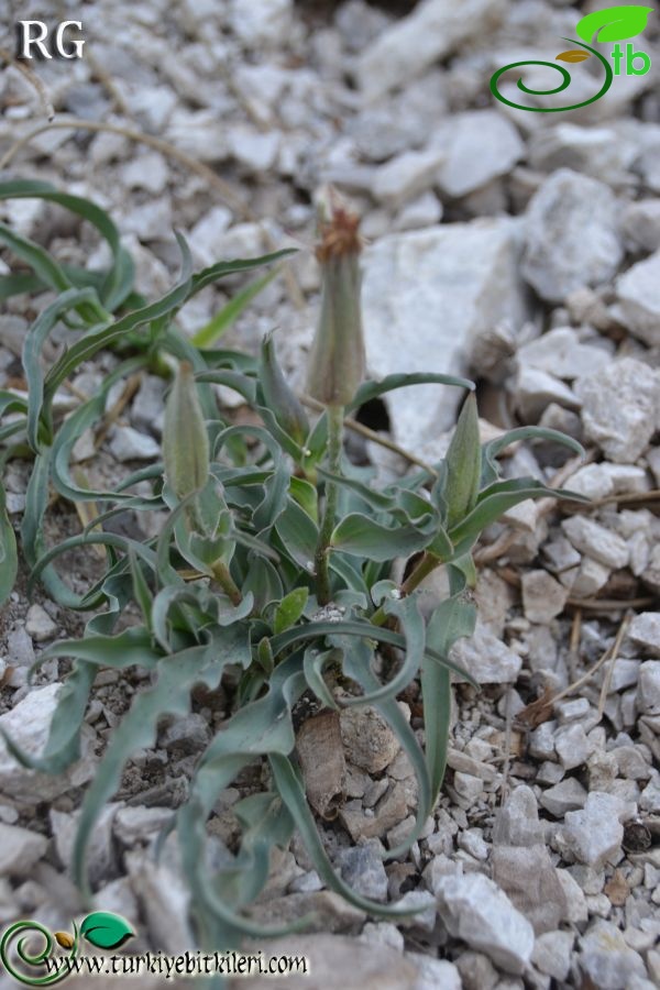 Boncuk dağları-Burdur