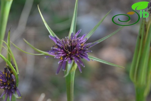 ssp longirostris-Datça-Muğla