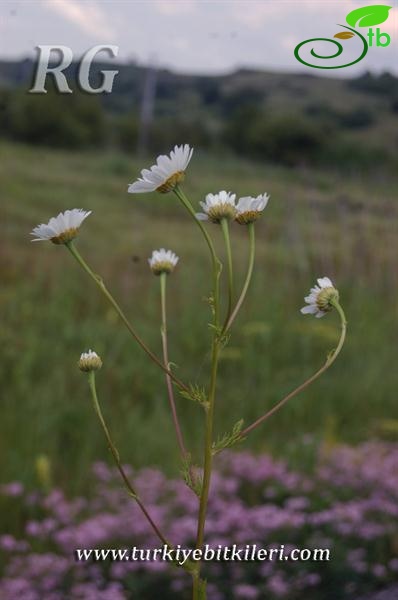 Yeniçaga-Bolu
