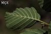 subsp. antitaurica-Osmaniye