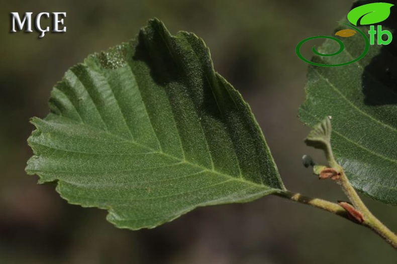 subsp. antitaurica-Osmaniye