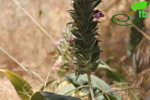 Var dioscoridis-Mardin