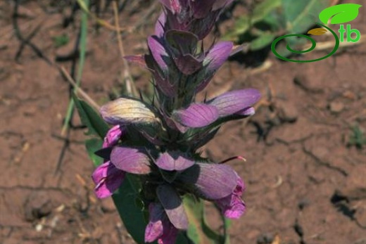 Var dioscoridis-Muş