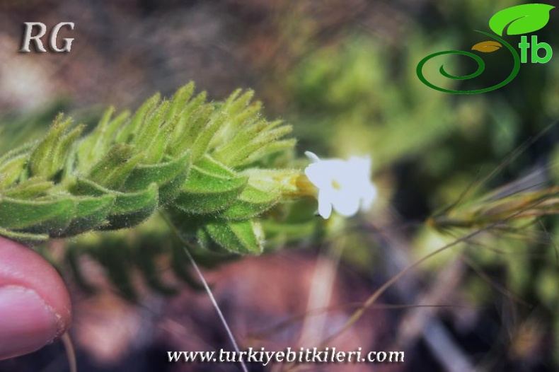 var leucantha-Elmalı-Antalya