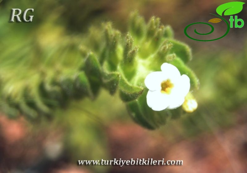 var leucantha-Elmalı-Antalya