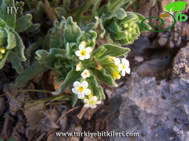 var leucantha