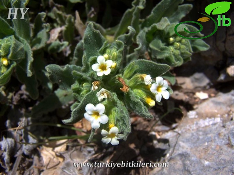 var leucantha