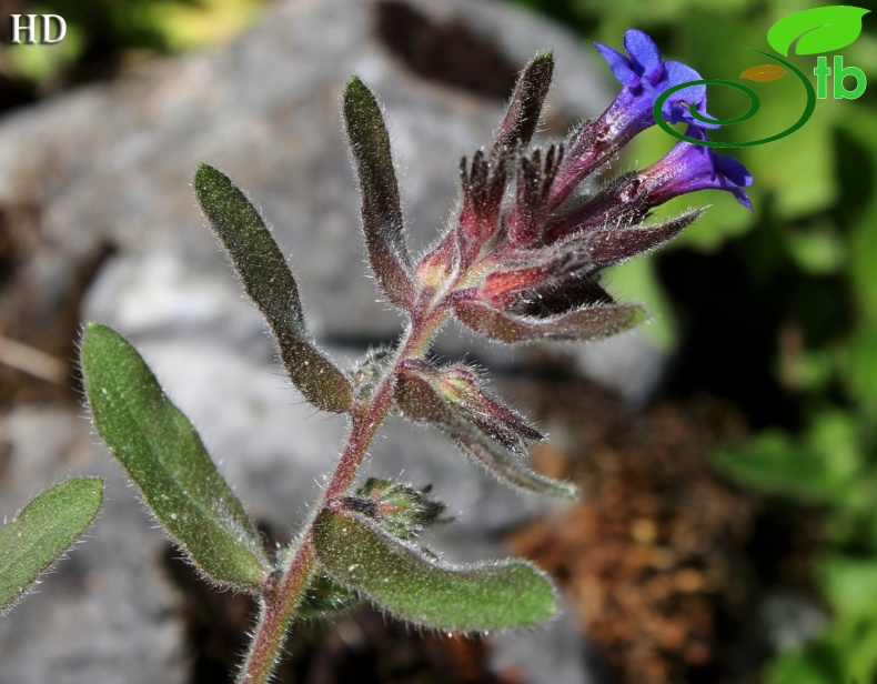 subsp. glandulosa- İzmit