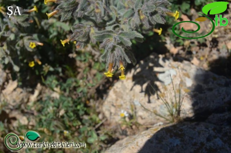 var. mardinensis-Mardin