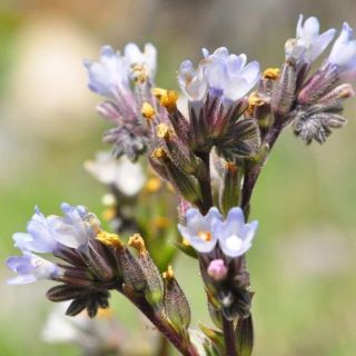 subsp. incana-Alanya