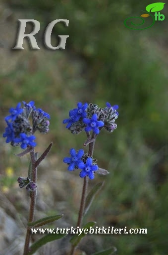 ssp paphlagonica-Ankara