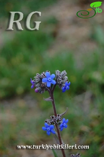 ssp paphlagonica