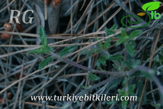 ssp versicolor-Erdemli-Mersin