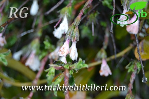 ssp versicolor-Samandağı-Hatay