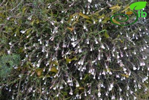 ssp versicolor-Samandağı-Hatay