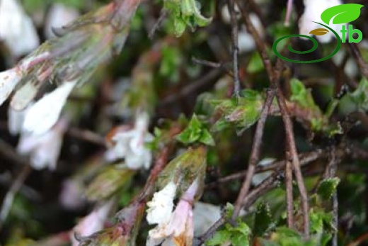 ssp versicolor-Samandağı-Hatay