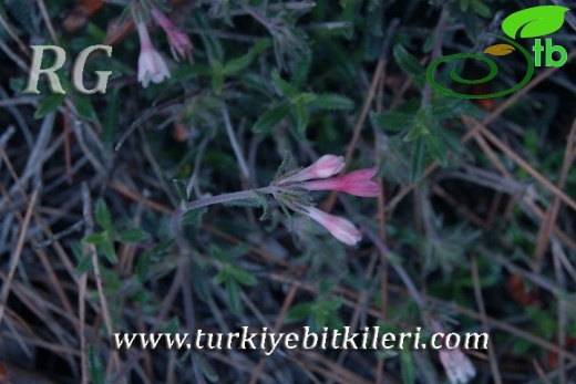 ssp versicolor-Erdemli-Mersin