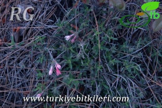 ssp versicolor-Erdemli-Mersin