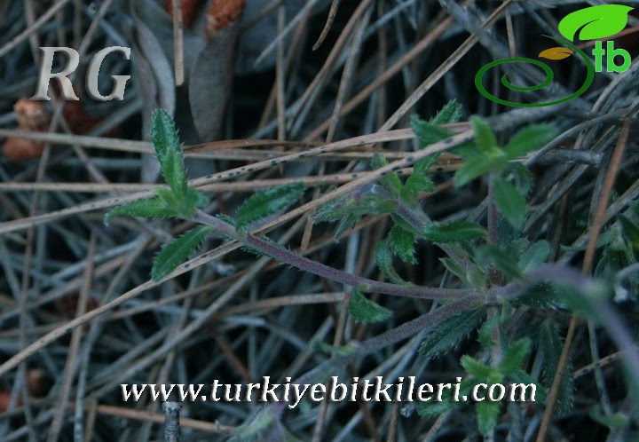ssp versicolor-Erdemli-Mersin
