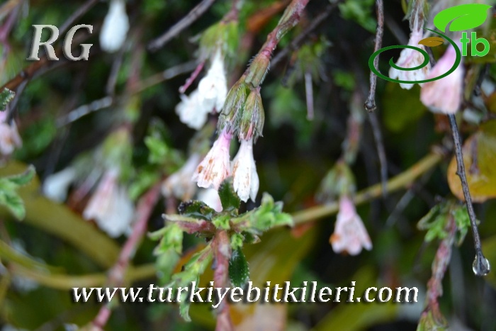 ssp versicolor-Samandağı-Hatay