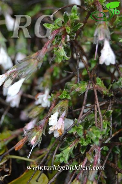 ssp versicolor-Samandağı-Hatay