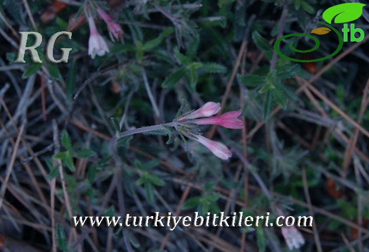ssp versicolor-Erdemli-Mersin