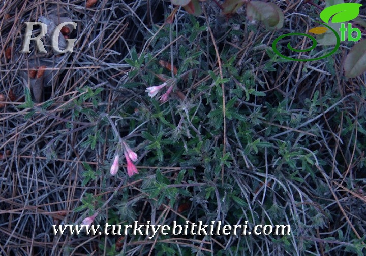 ssp versicolor-Erdemli-Mersin