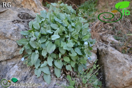 Boncuk dağları-Burdur