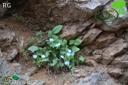 Boncuk dağları-Burdur