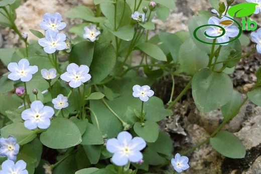 subsp. cilicica-Kahramanmaraş