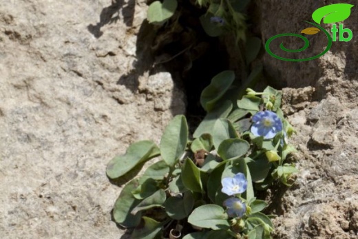 Boncuk dağları-Burdur