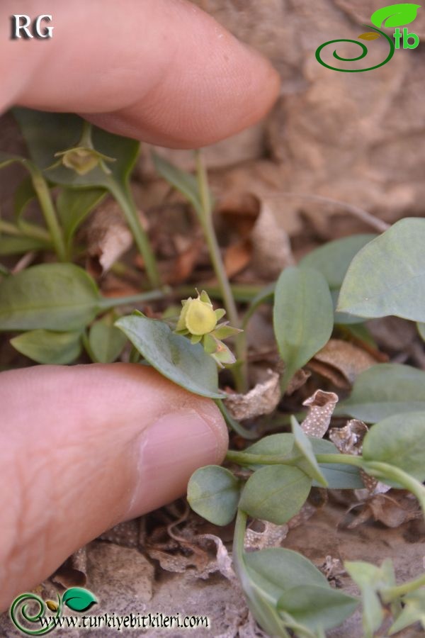 Boncuk dağları-Burdur