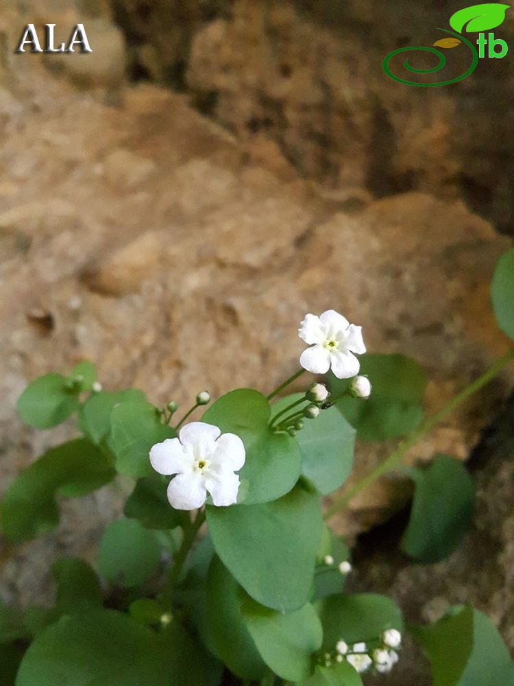 subsp. cilicica-Kahramanmaraş