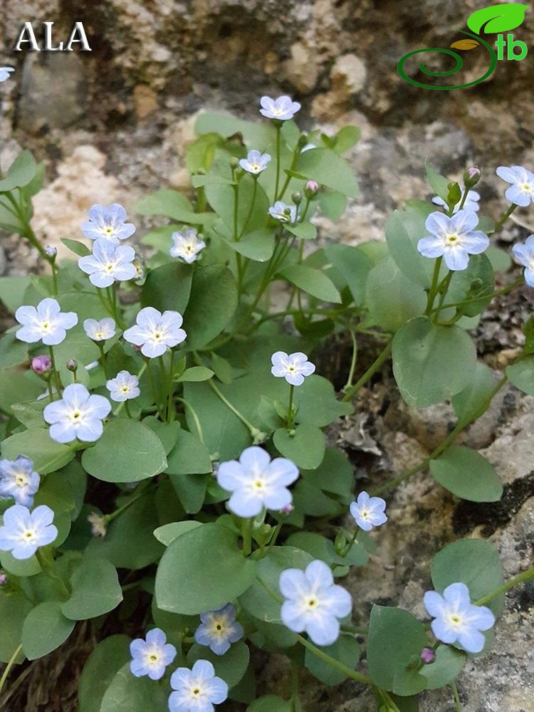 subsp. cilicica-Kahramanmaraş