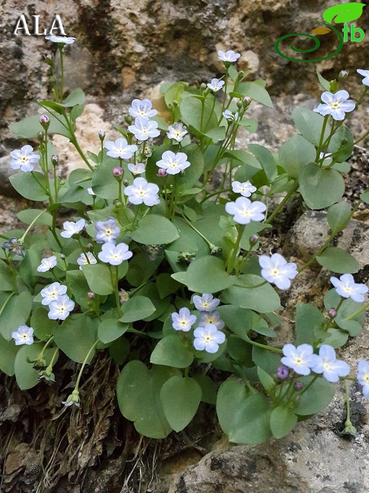 subsp. cilicica-Kahramanmaraş