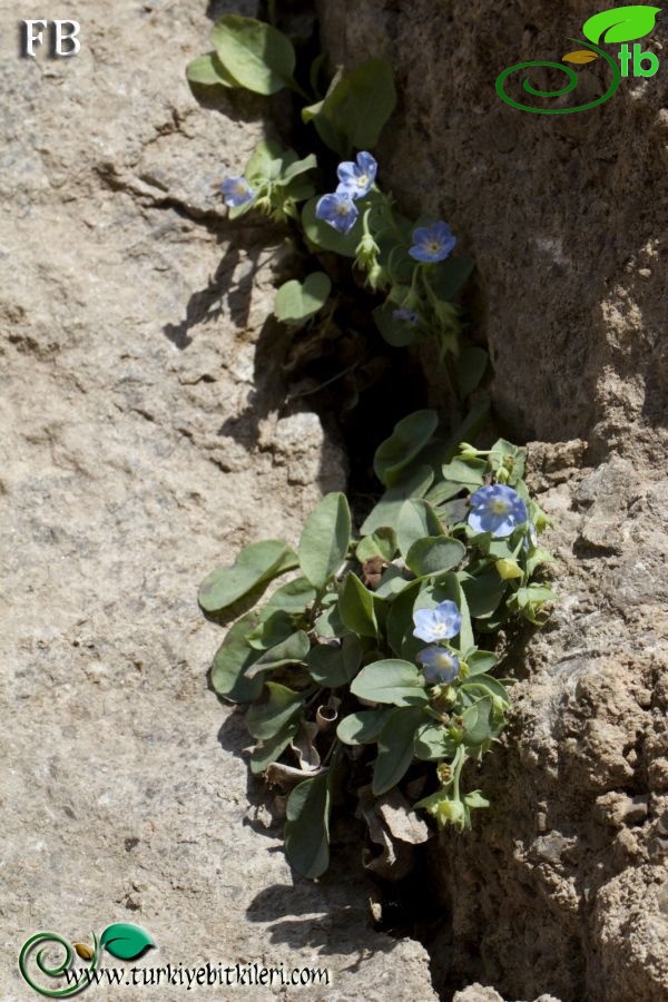 Boncuk dağları-Burdur